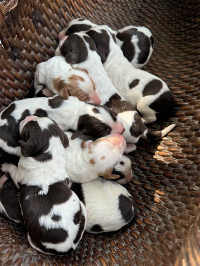 Brittany Puppies media 2