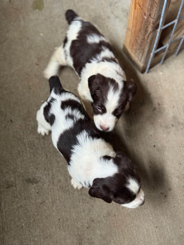 Brittany Puppies media 6