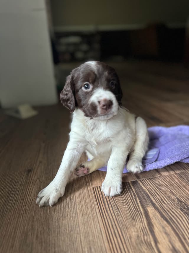 Brittany Puppies media 7