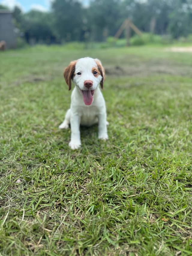Brittany Puppies media 10