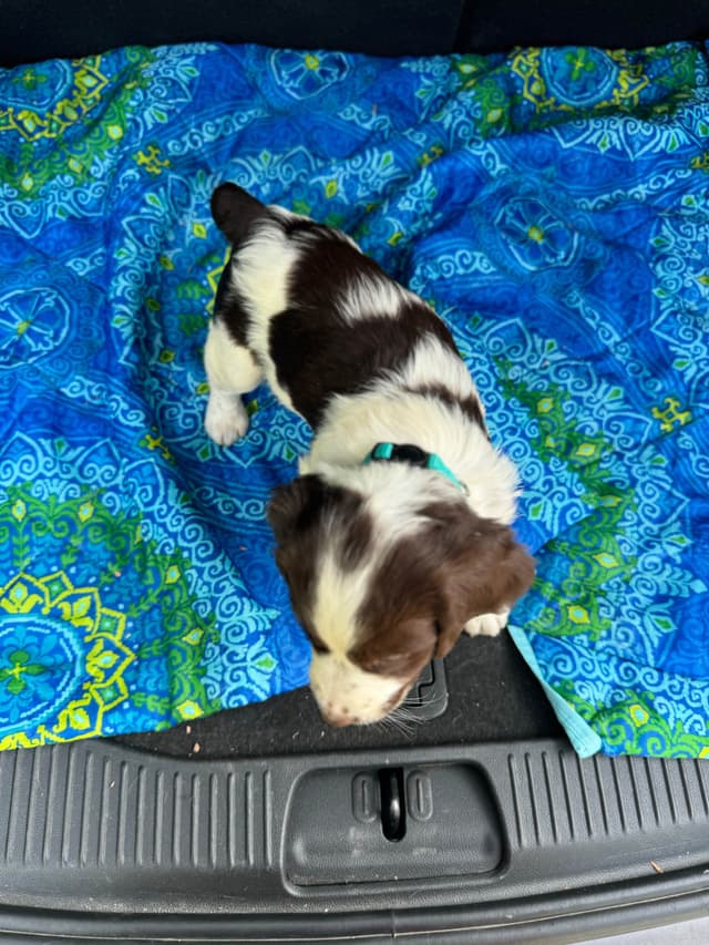 Brittany Puppies media 11