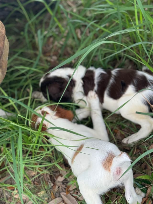 Brittany Puppies media 13