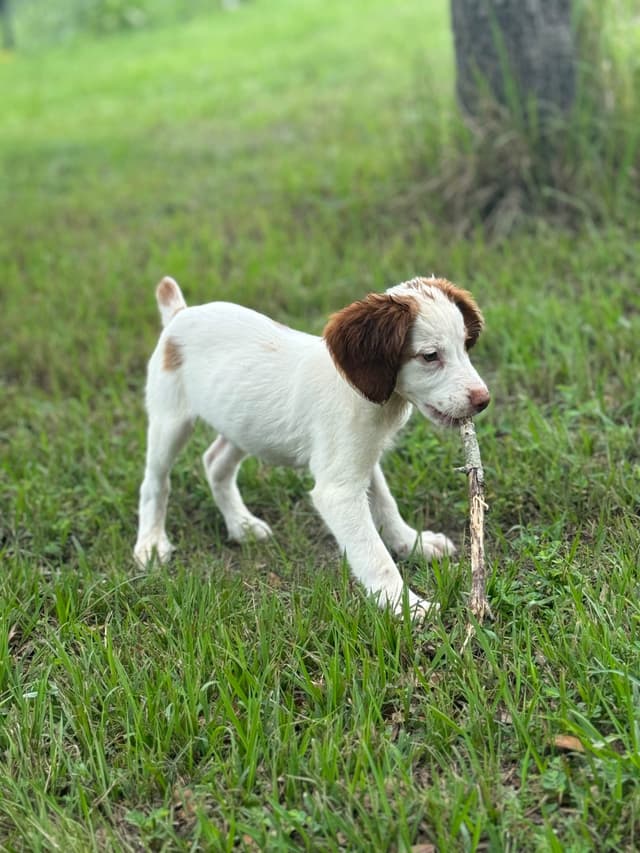 Brittany Puppies media 12