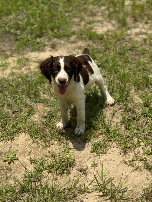 Brittany Puppies media 14
