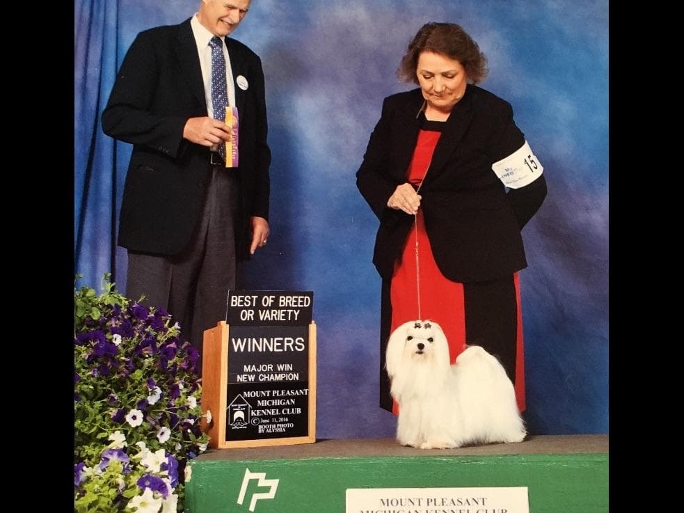 Maltese Puppies breeder image 3