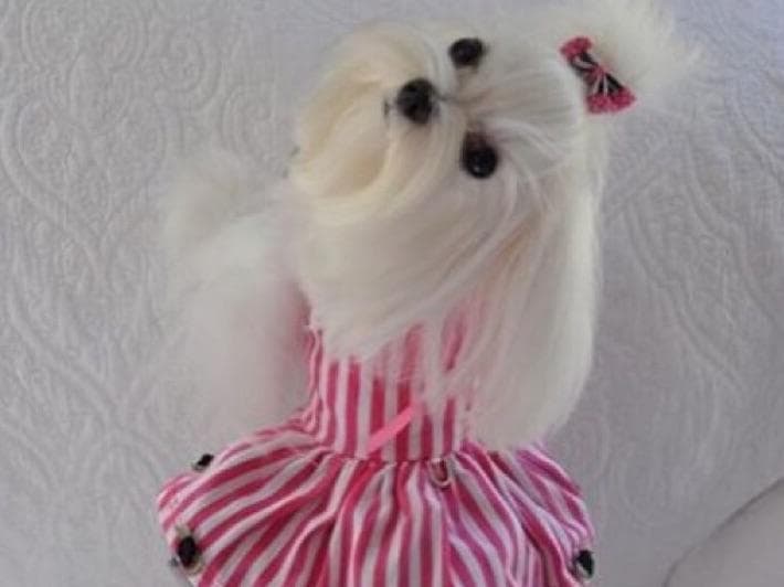 Maltese Puppies breeder image 4