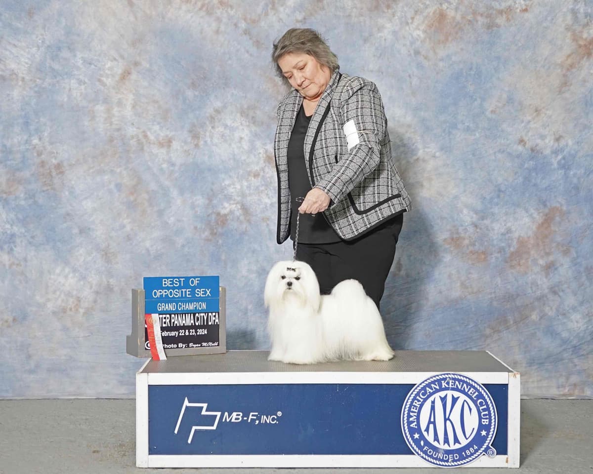 Maltese Puppies breeder image 6