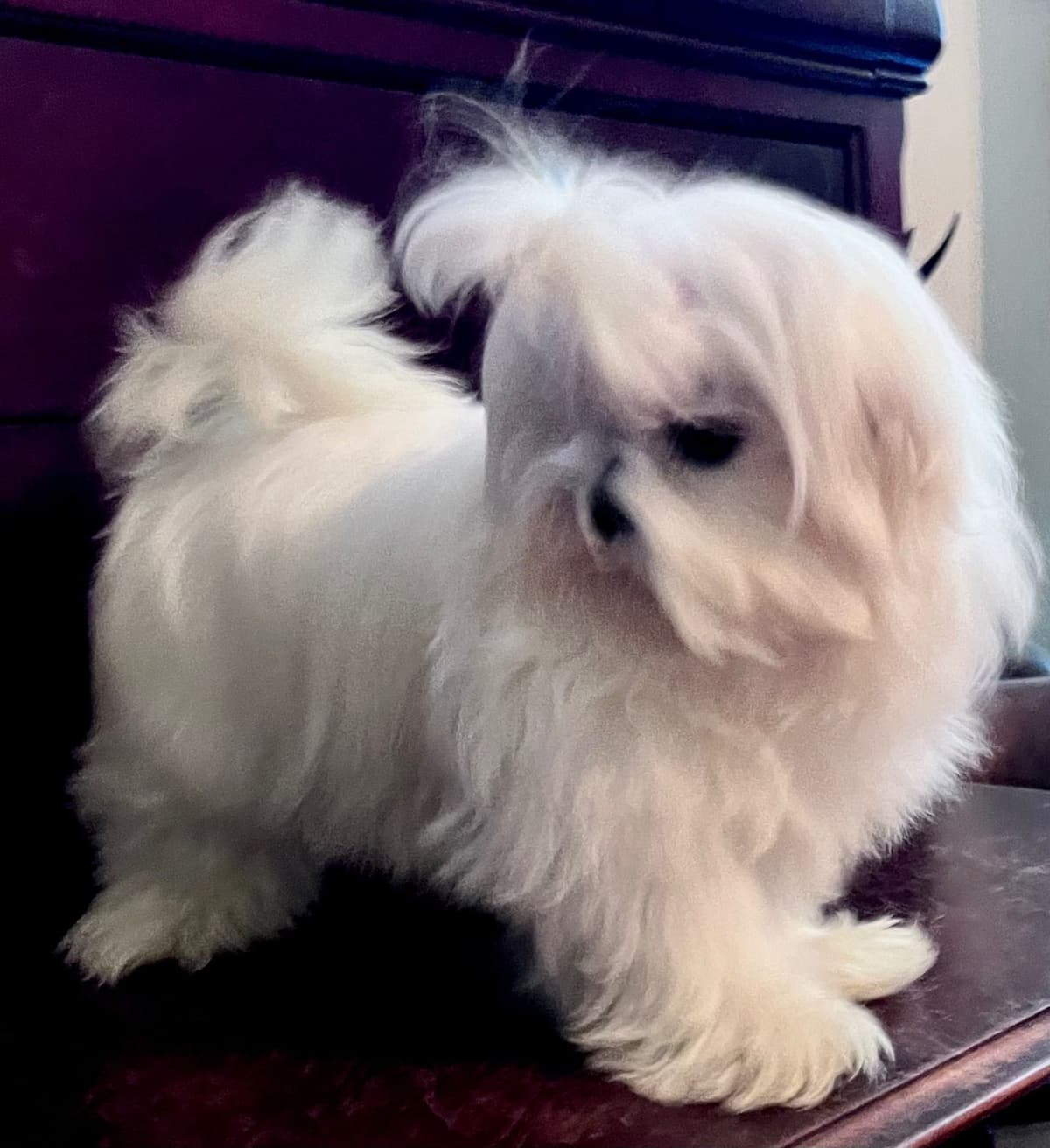 Maltese Puppies breeder image 8