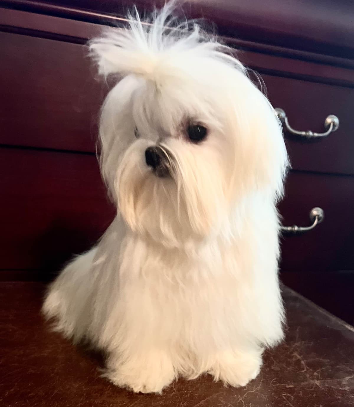Maltese Puppies breeder image 9