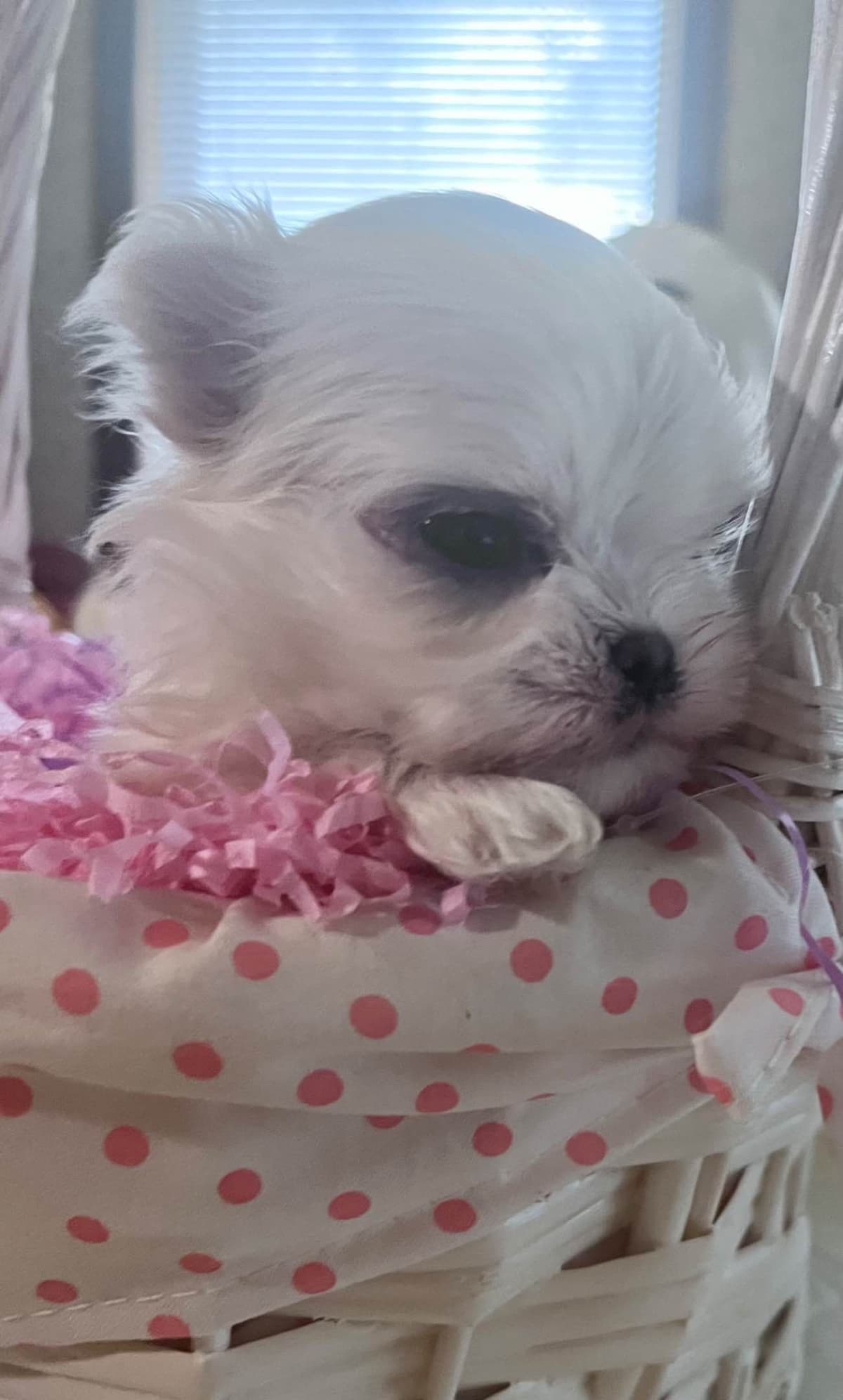 Maltese Puppies breeder image 12