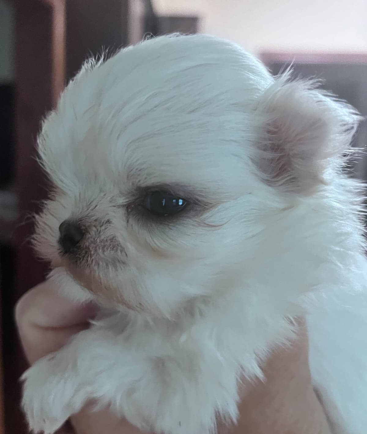 Maltese Puppies breeder image 13
