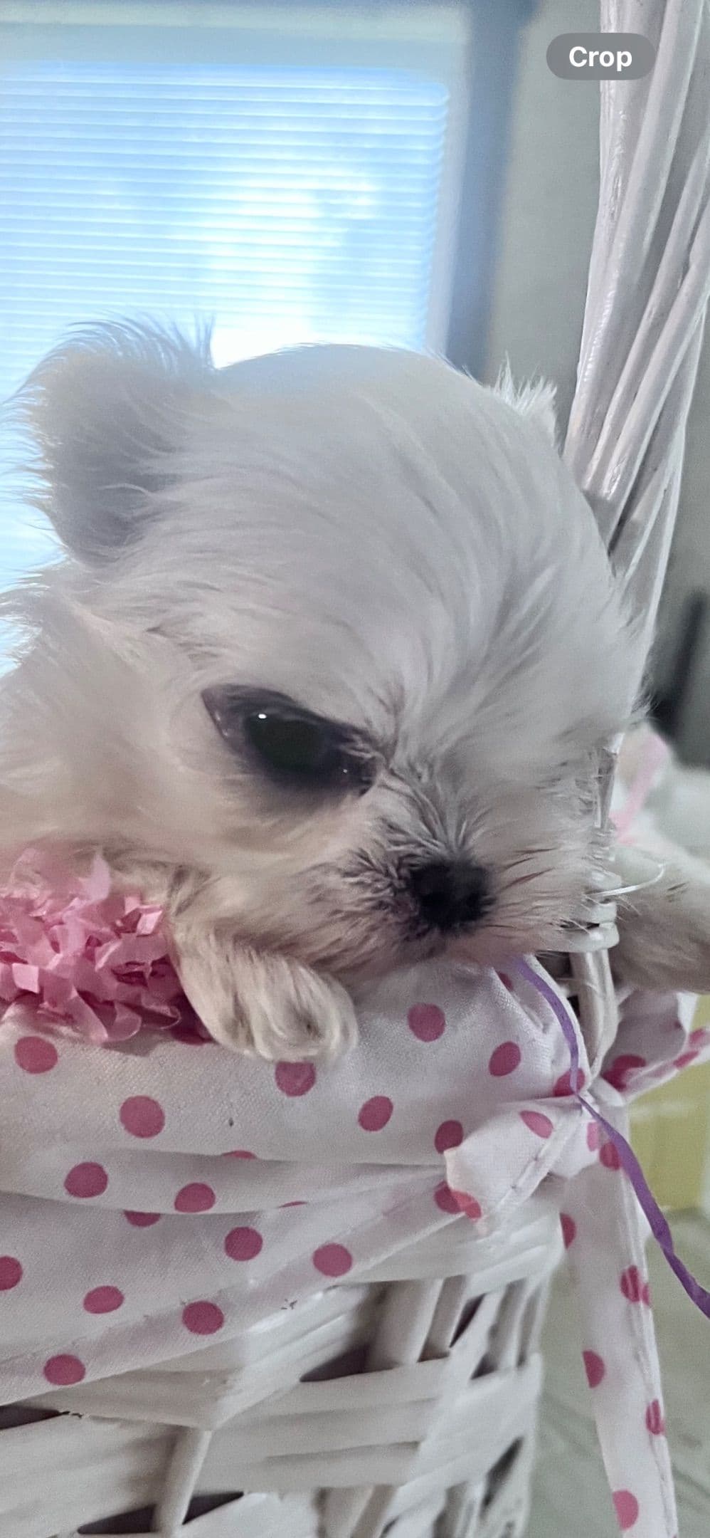 Maltese Puppies breeder image 14