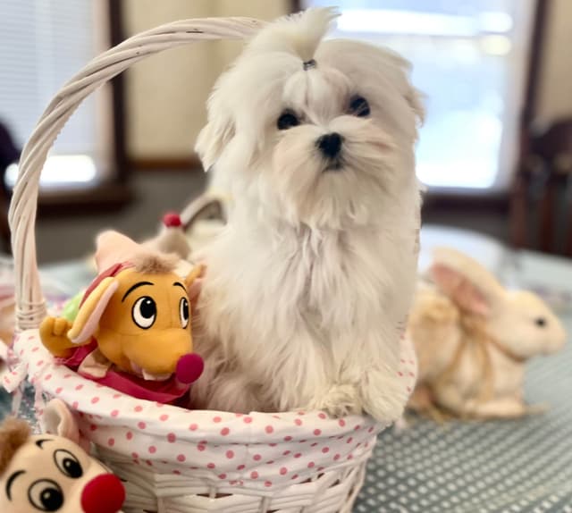 Maltese Puppies media 2