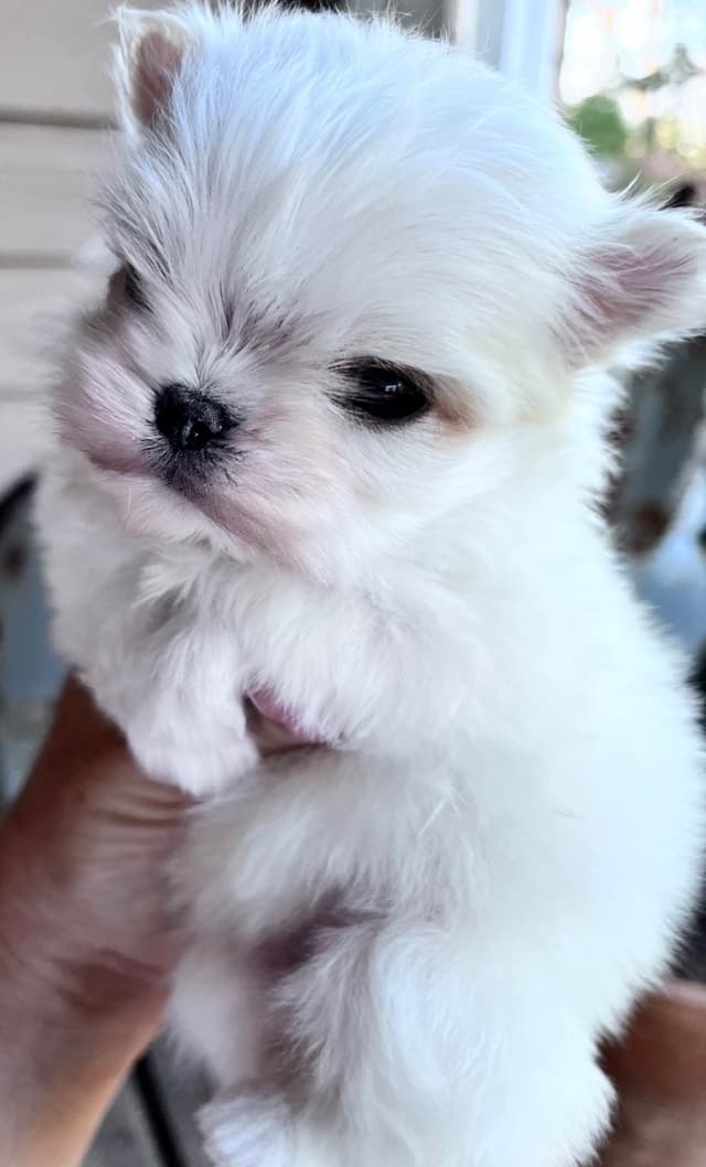 Maltese Puppies media 3