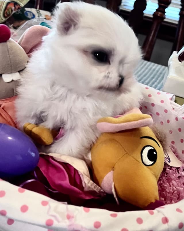 Maltese Puppies media 4