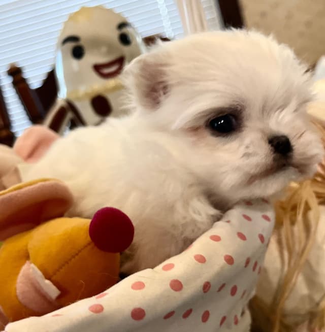 Maltese Puppies media 5