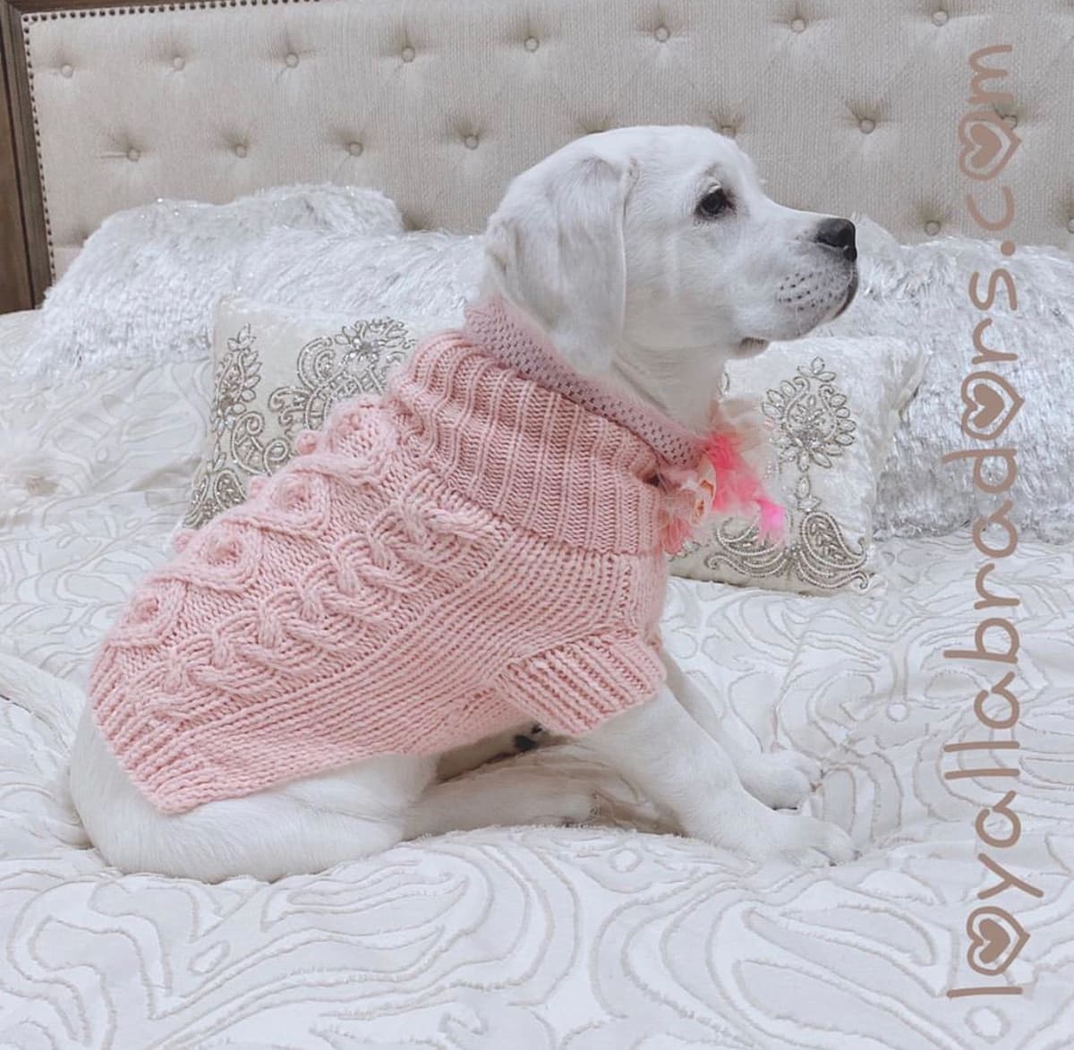 Labrador Retriever Puppies breeder image 1