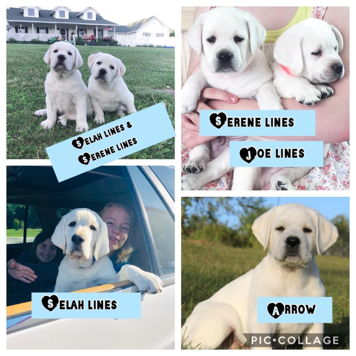 Labrador Retriever Puppies breeder image 3