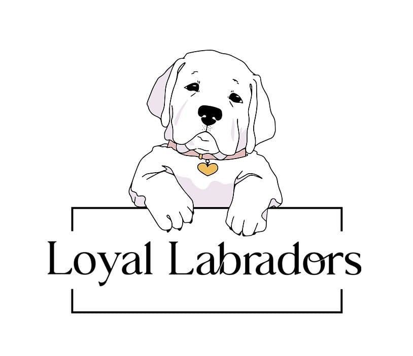 Labrador Retriever Puppies breeder image 4