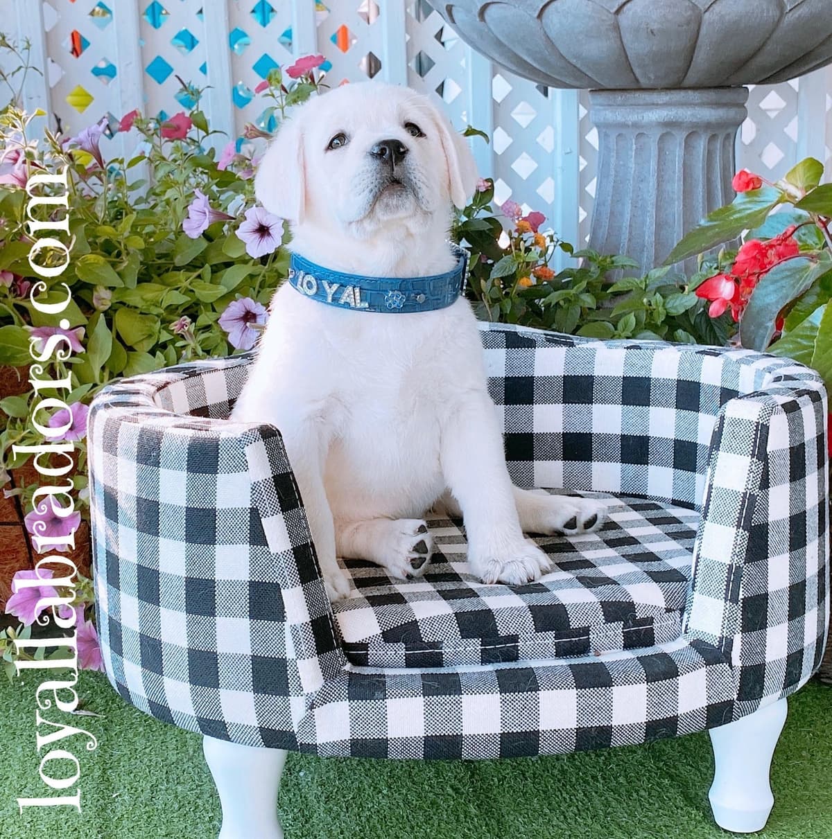 Labrador Retriever Puppies breeder image 5