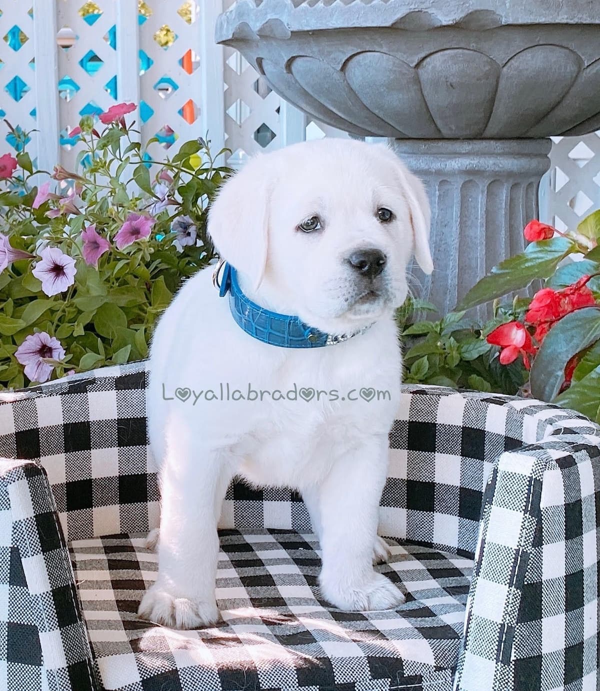 Labrador Retriever Puppies breeder image 6
