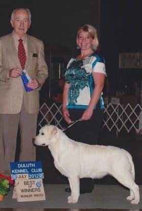 Labrador Retriever Puppies breeder image 7