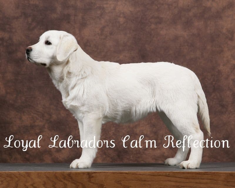 Labrador Retriever Puppies breeder image 8