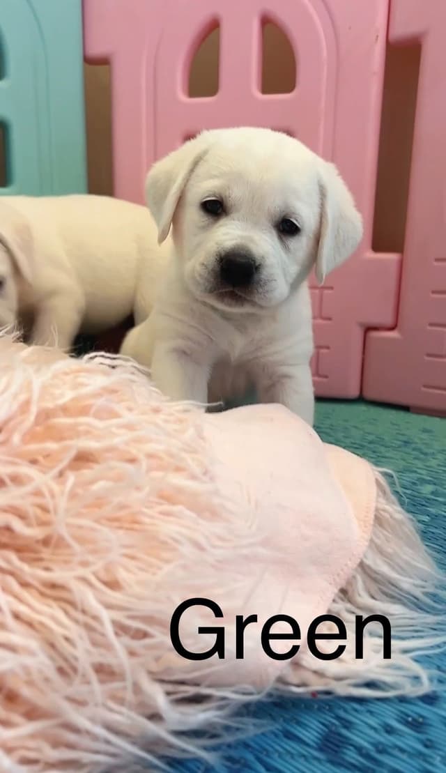 Labrador Retriever Puppies media 2