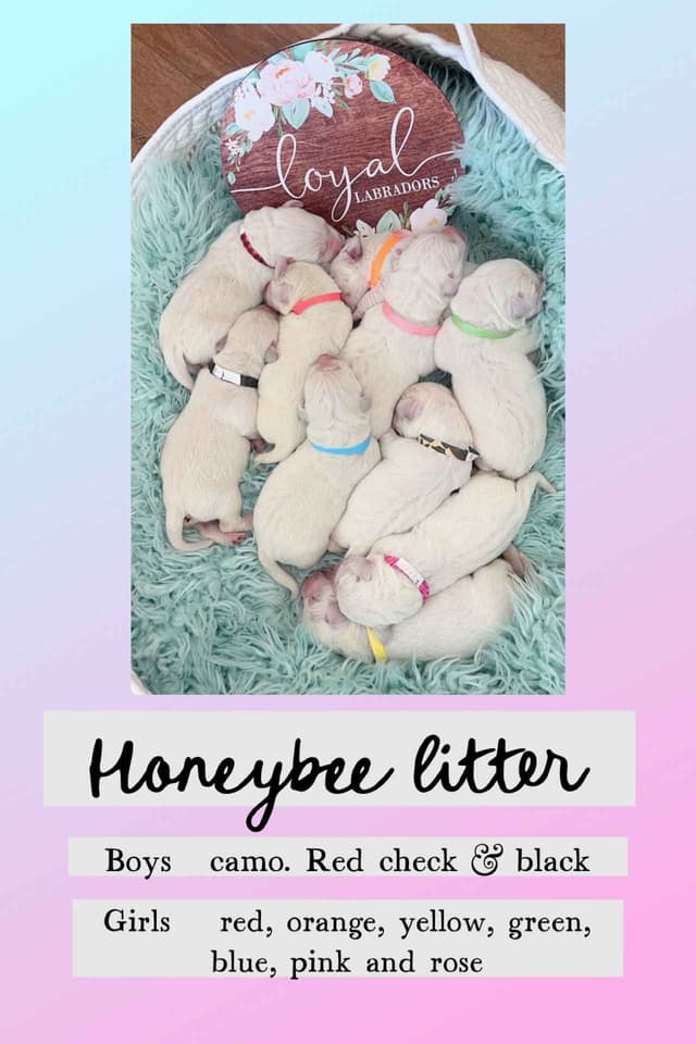 Labrador Retriever Puppies media 4