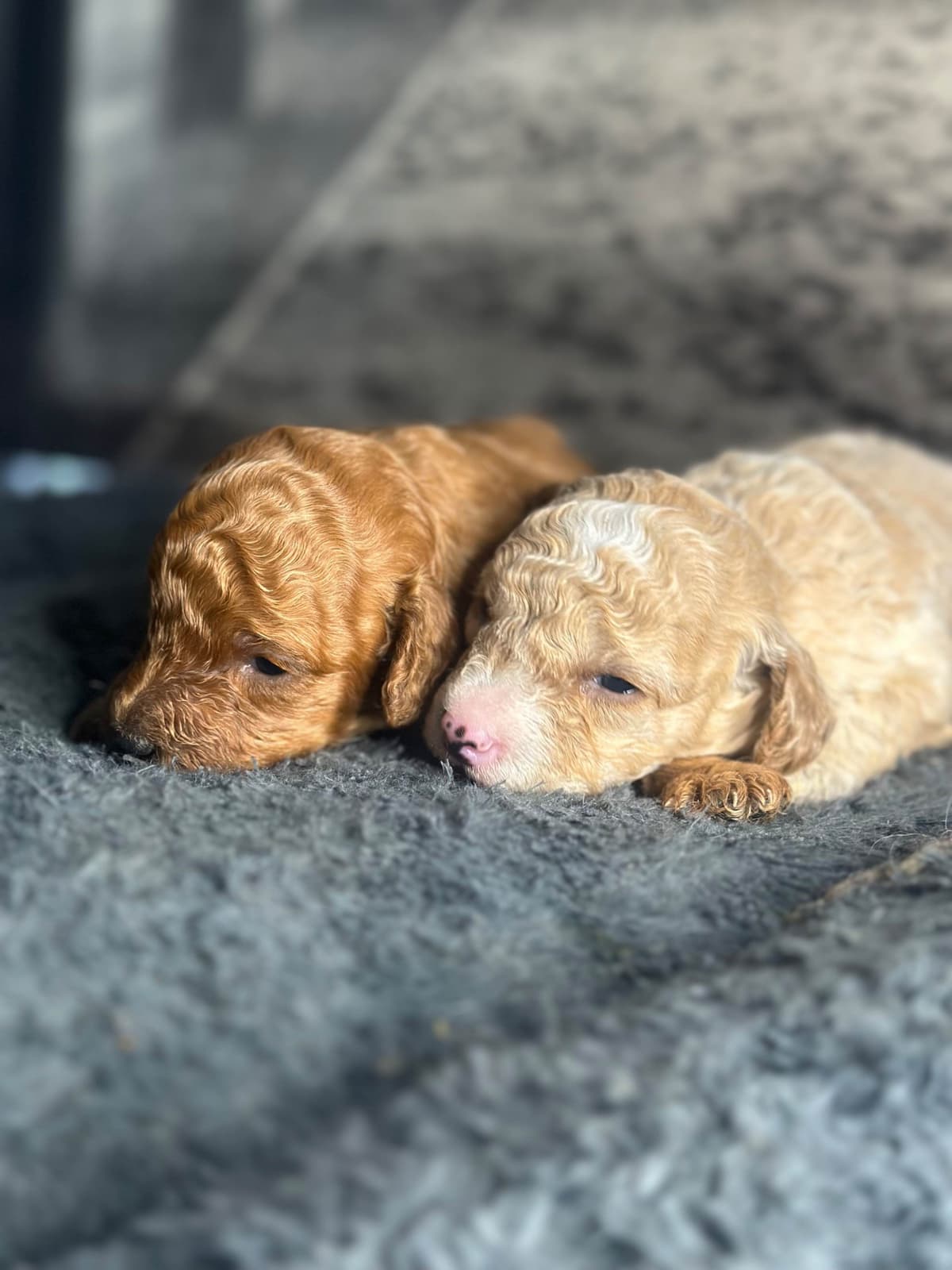 AKC Toy Poodle Puppies breeder image 1