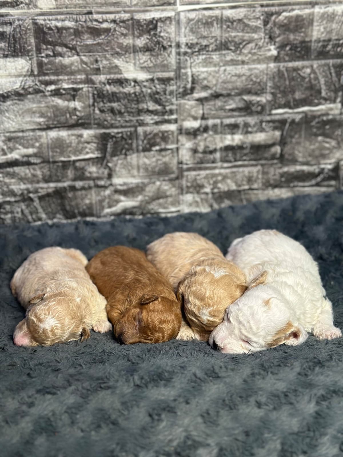 AKC Toy Poodle Puppies breeder image 2