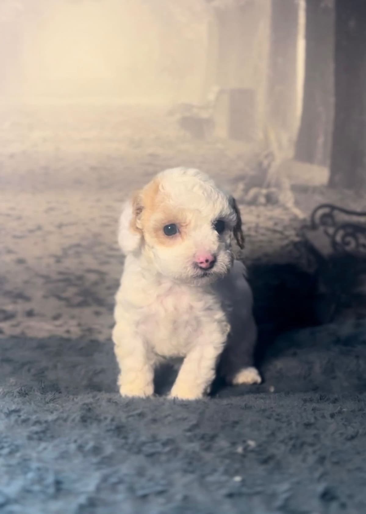 AKC Toy Poodle Puppies breeder image 3