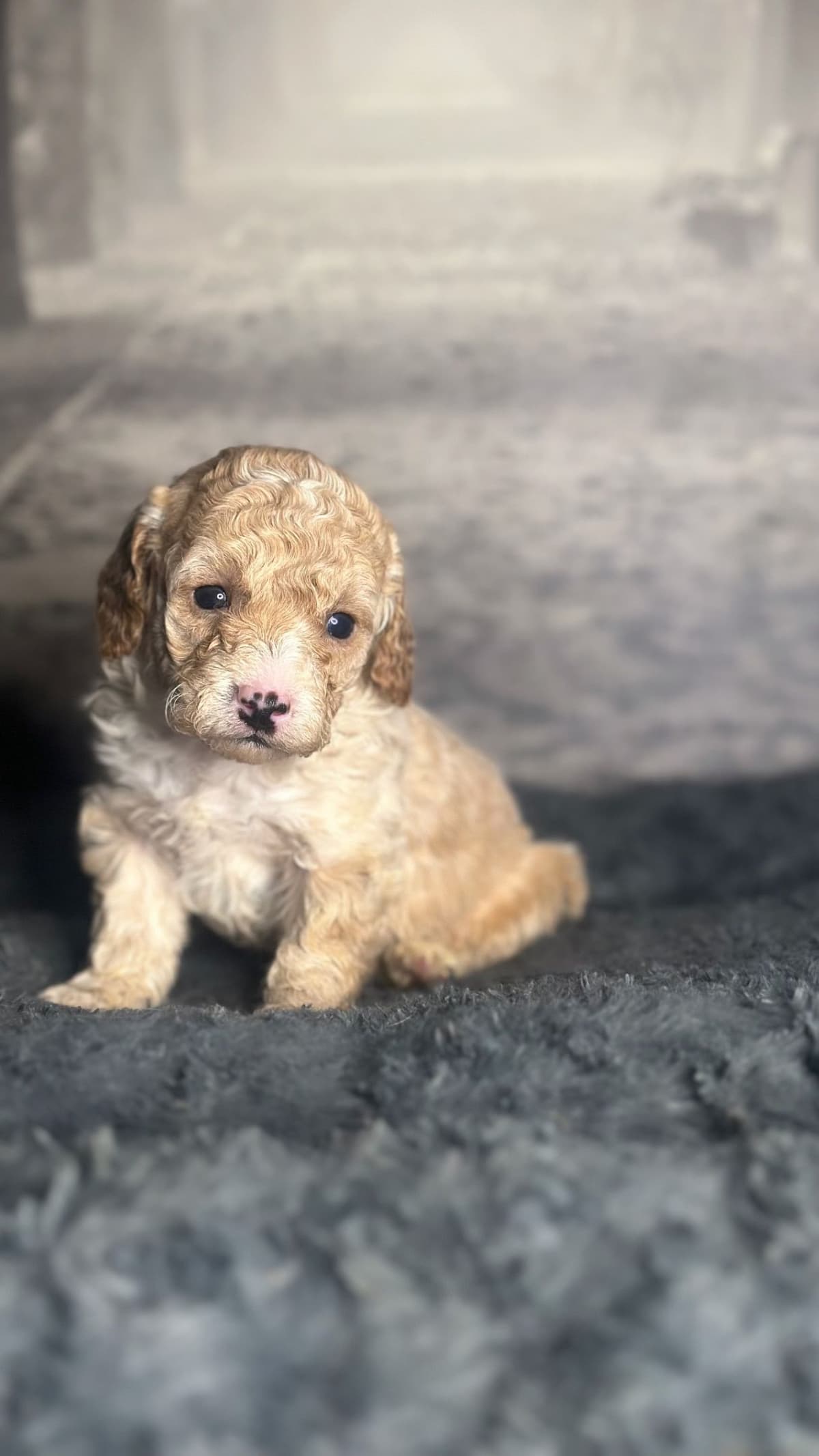 AKC Toy Poodle Puppies breeder image 6