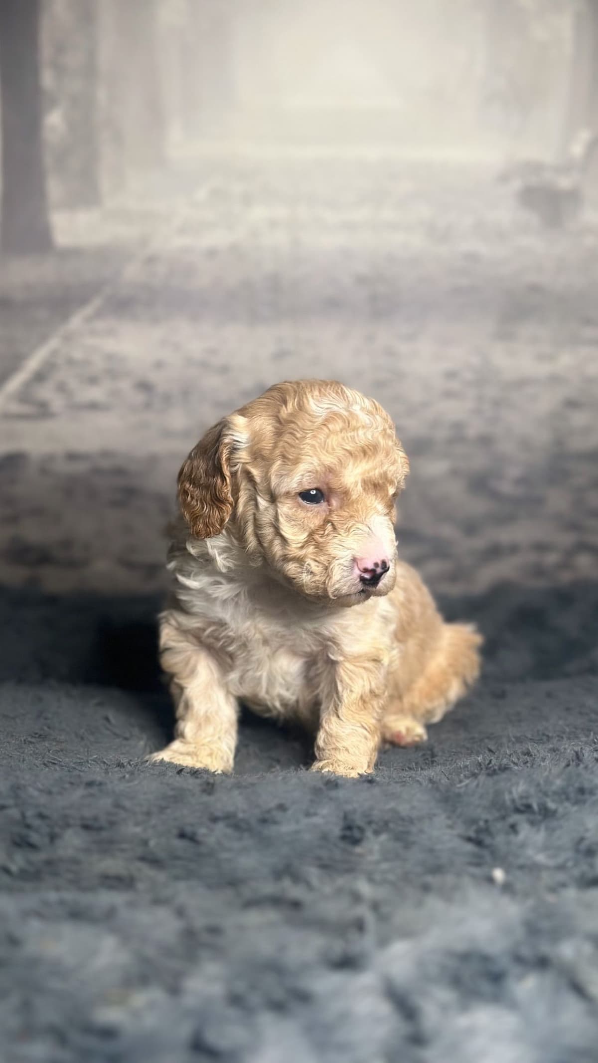 AKC Toy Poodle Puppies breeder image 8
