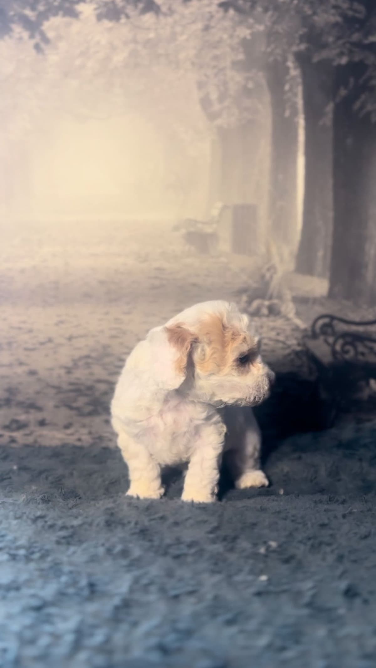 AKC Toy Poodle Puppies breeder image 4
