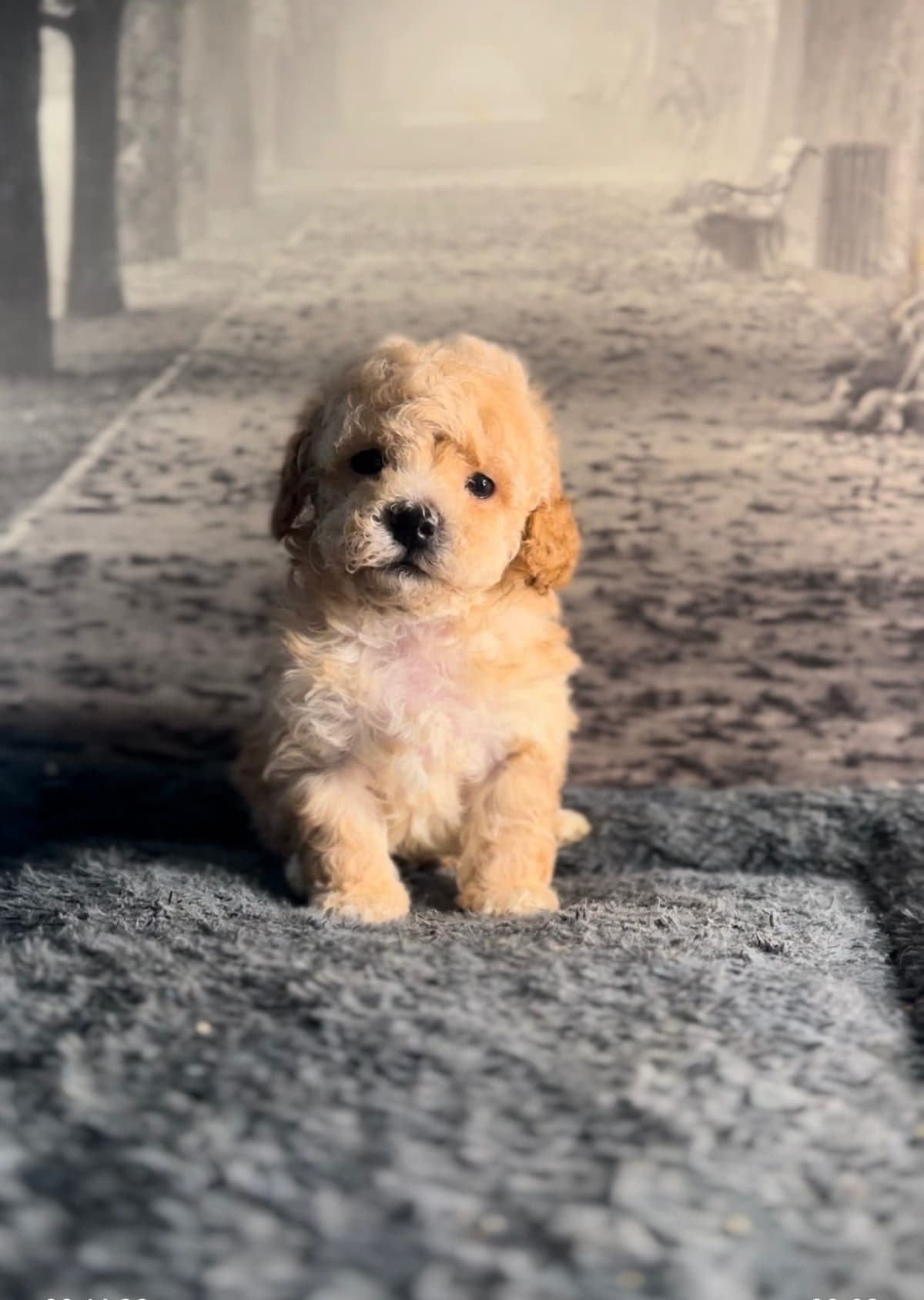 AKC Toy Poodle Puppies breeder image 5
