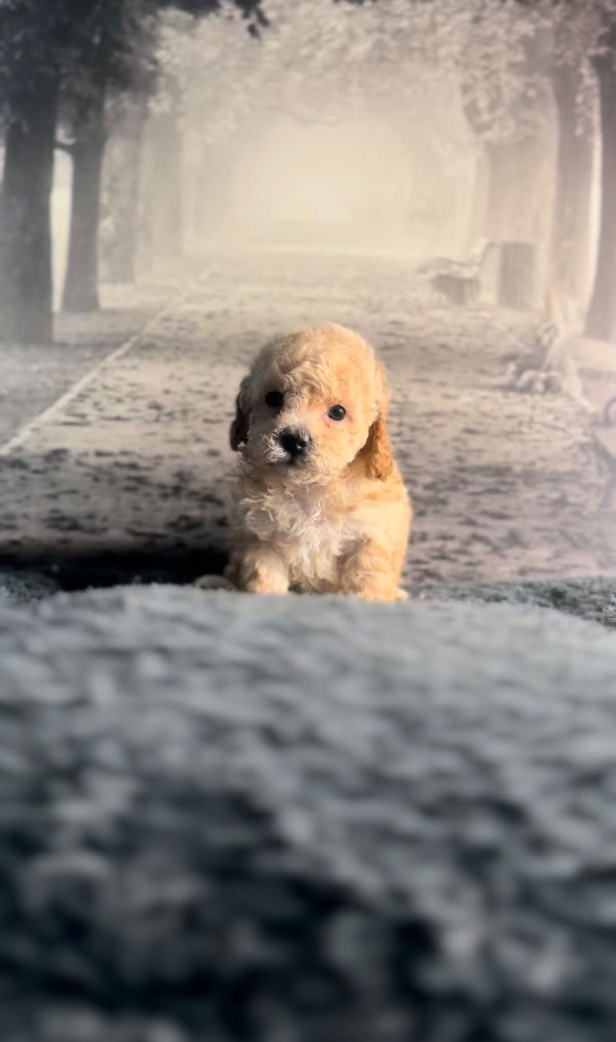 AKC Toy Poodle Puppies breeder image 7