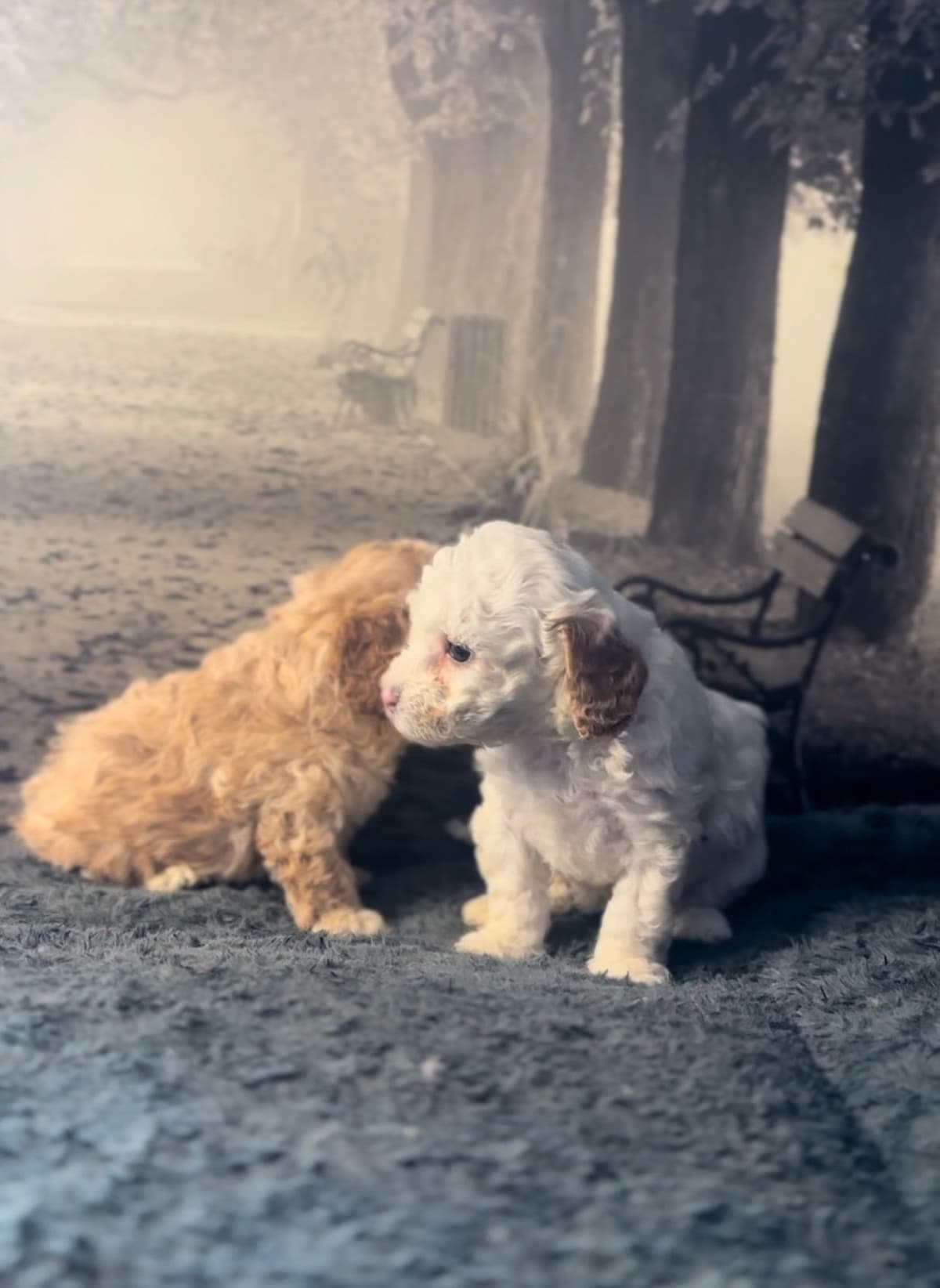 AKC Toy Poodle Puppies breeder image 9