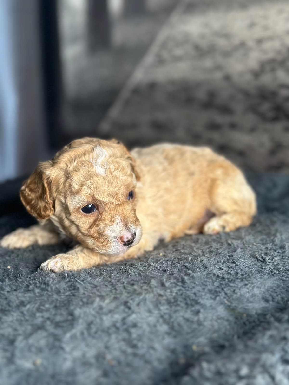 AKC Toy Poodle Puppies breeder image 10