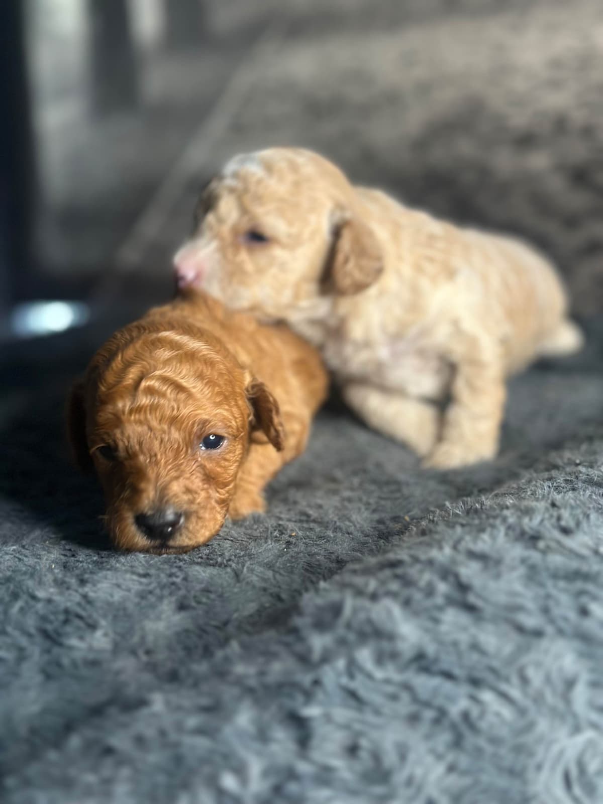 AKC Toy Poodle Puppies breeder image 11