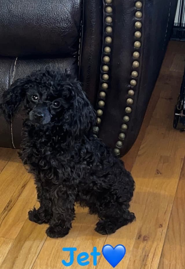 Toy Poodle Puppies media 2