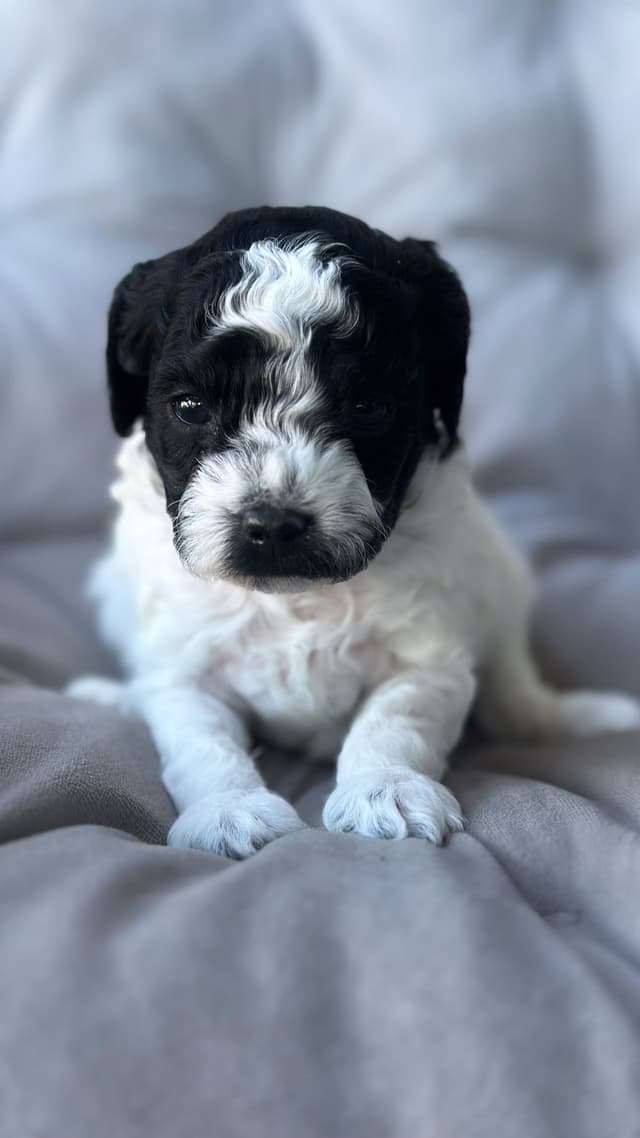 Toy Poodle Puppies media 3