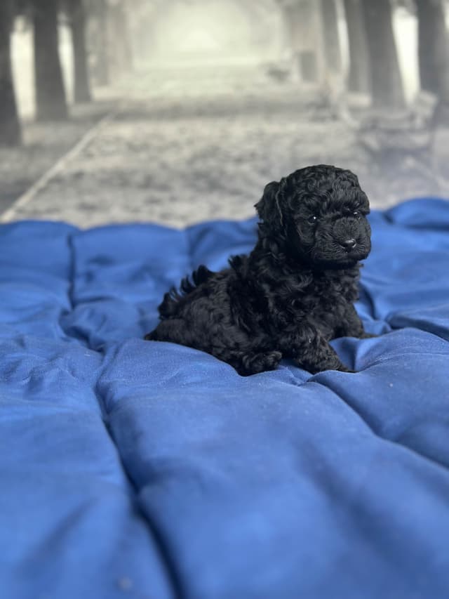 Toy Poodle Puppies media 4