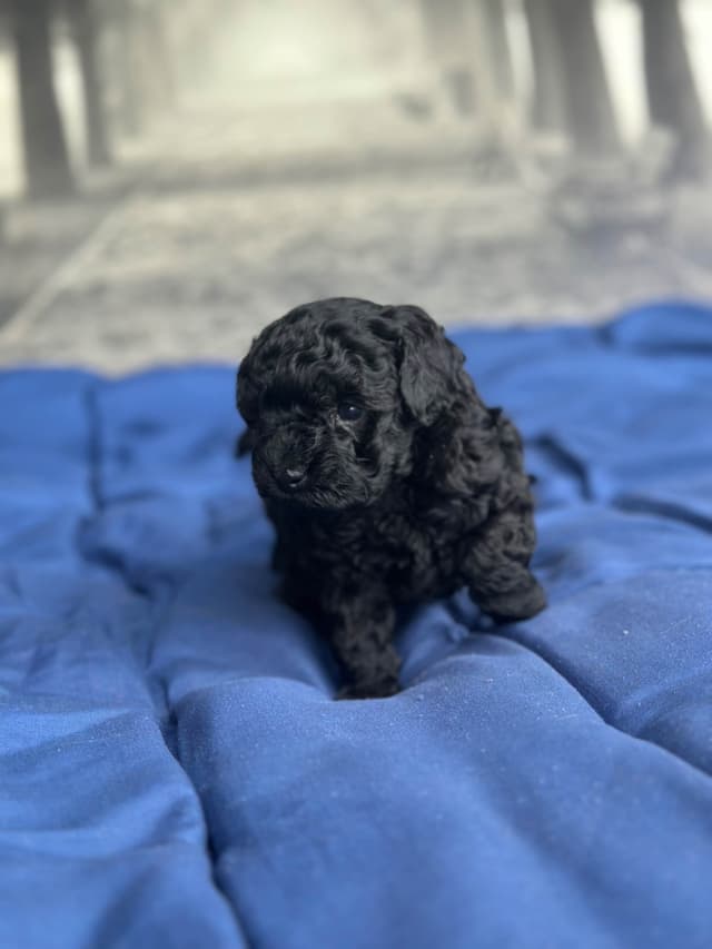 Toy Poodle Puppies media 5