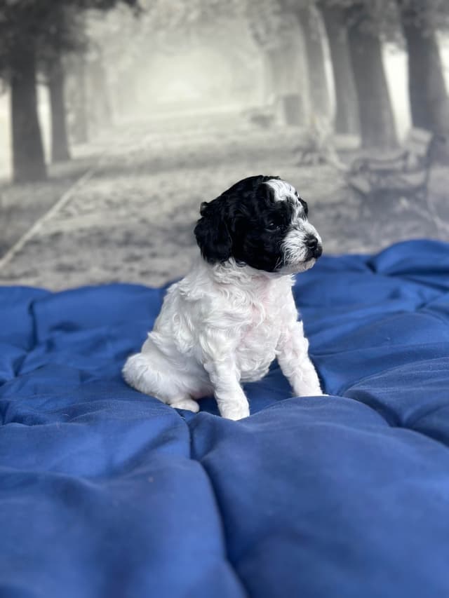 Toy Poodle Puppies media 6