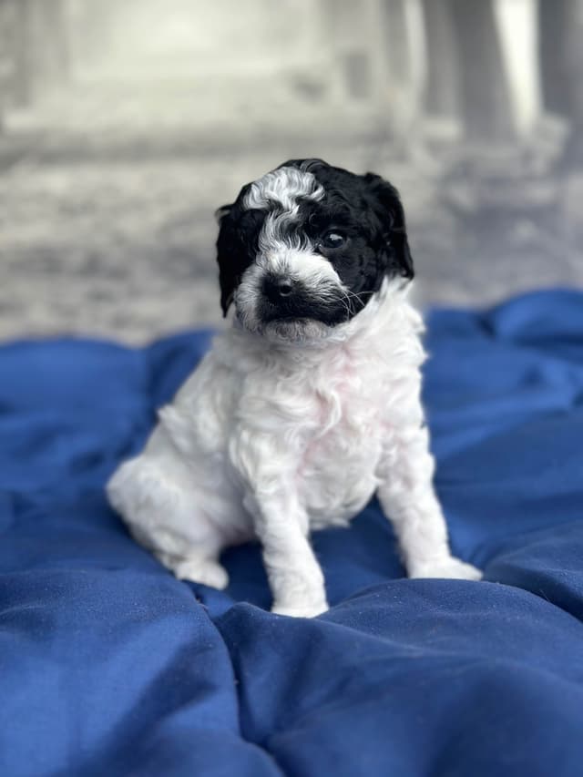 Toy Poodle Puppies media 7