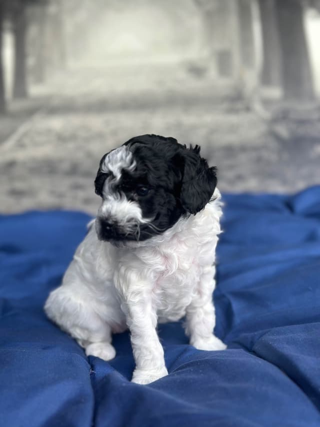 Toy Poodle Puppies media 8