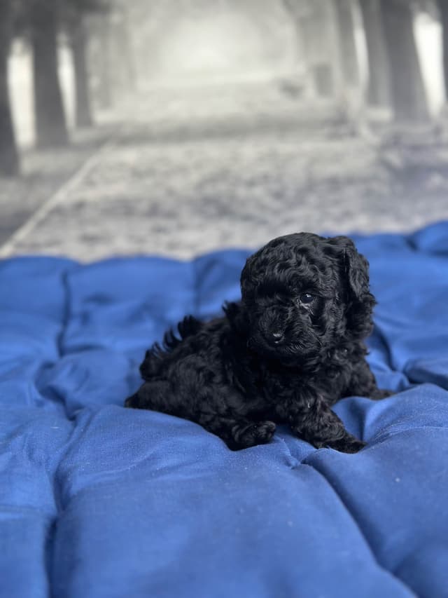 Toy Poodle Puppies media 9