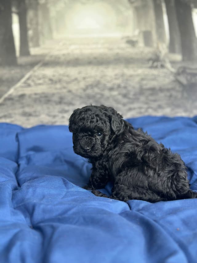 Toy Poodle Puppies media 10