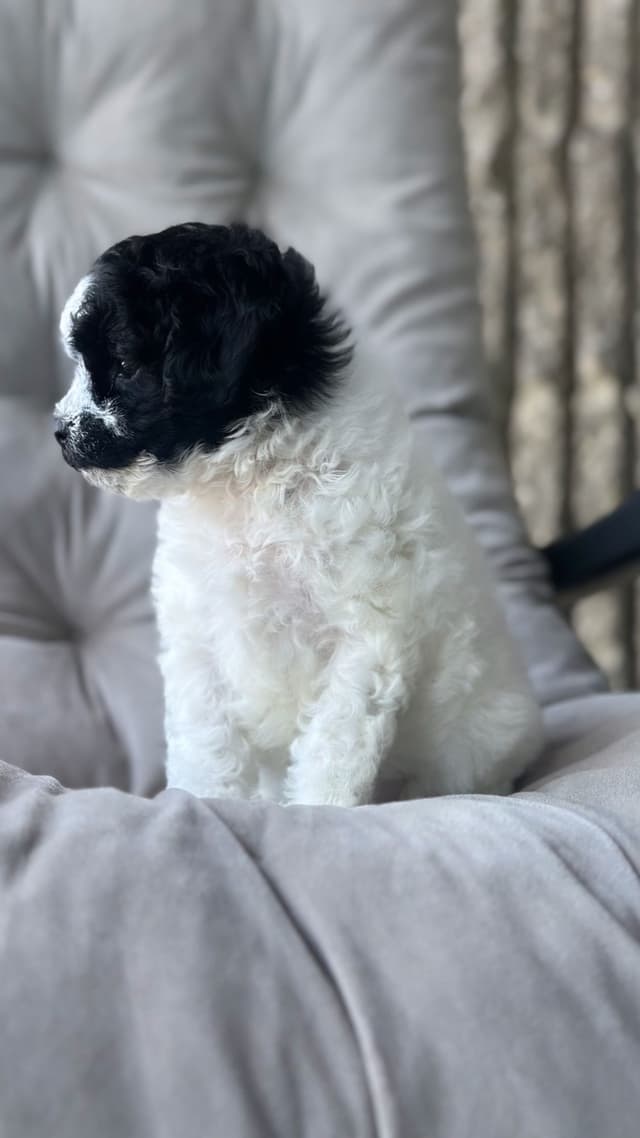 Toy Poodle Puppies media 12